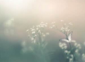 The Fog is Real - Finding Clarity in Life's Uncertainty - BetterSelf Coaching Blog Butterfly on delicate flower in soft misty fog representing clarity